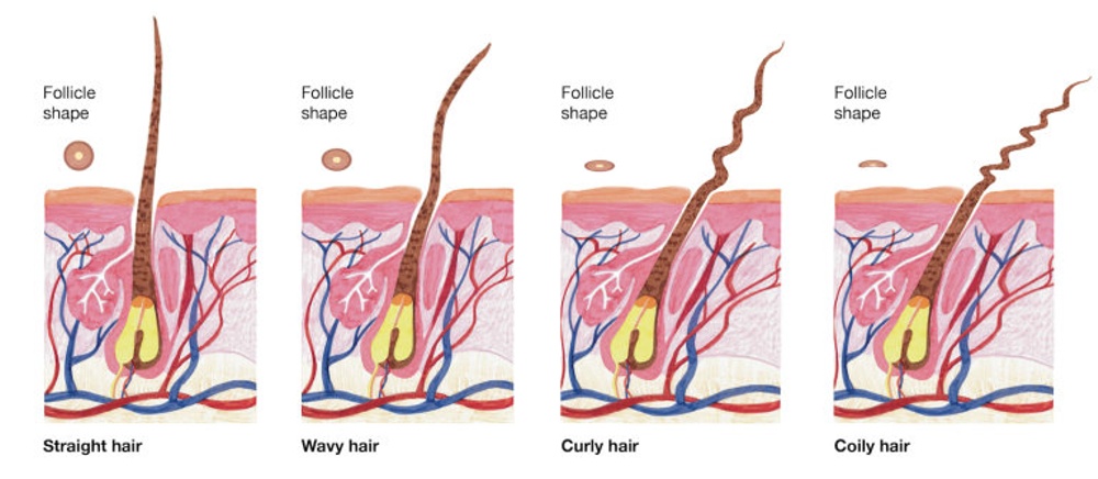 hair follicle shapes of different curl types